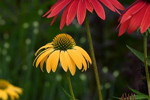 2025-07119494 Tower Hill Botanic Garden, MA